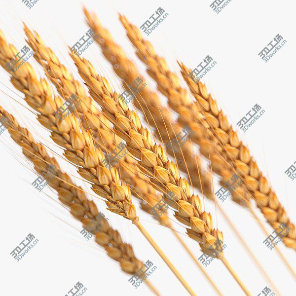 images/goods_img/20210312/Realistic Wheat Spikelets 3D model/1.jpg